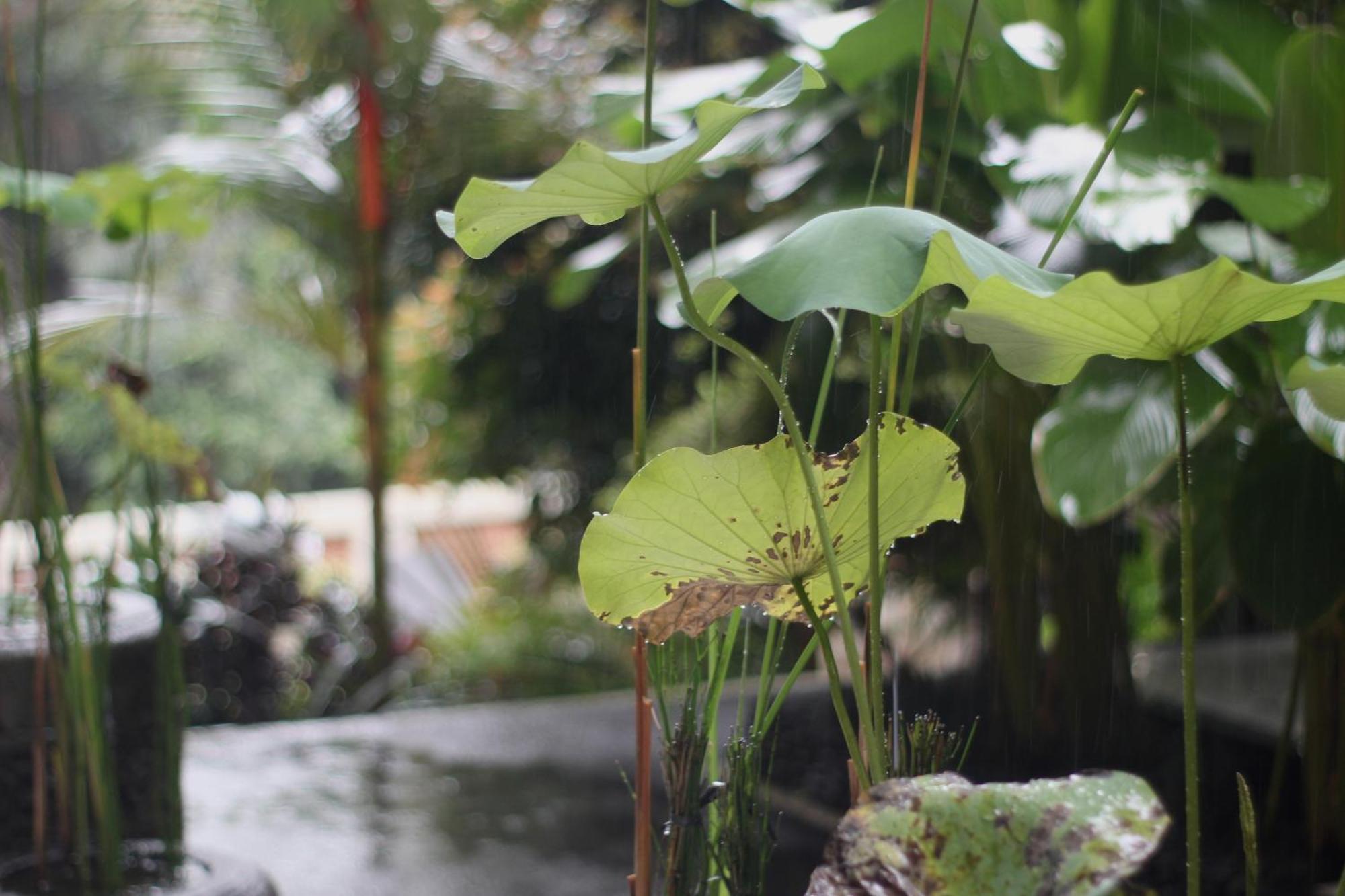 Hanaka Riverside Ubud Exterior foto